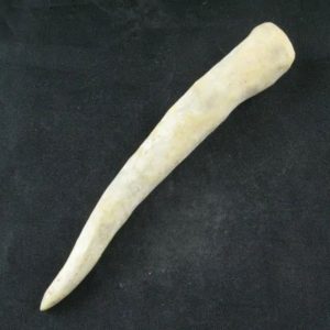 White Tiger Horns - Type G6