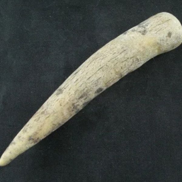 White Tiger Horns - Type G7