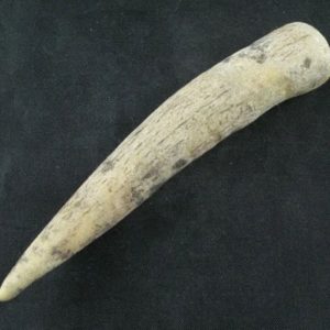 White Tiger Horns - Type G8