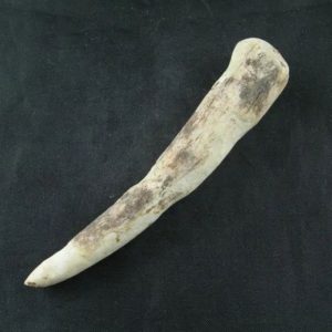 White Tiger Horns - Type G9