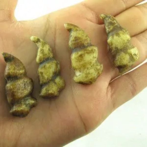 Rooster Horns - Type B