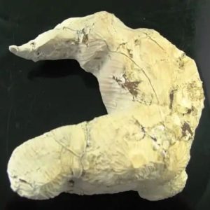 King Dragon Horns - Type A11