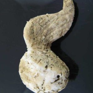 White Dragon Horn Fossil - Type F1