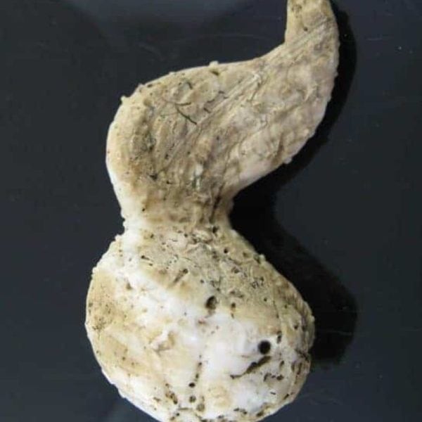 White Dragon Horn Fossil - Type F1