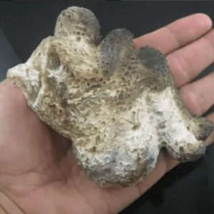 Shaman Fossil - BK 14