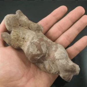 Shaman Fossil - BK 4