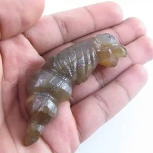 Fossilized Caterpillar – Type A8