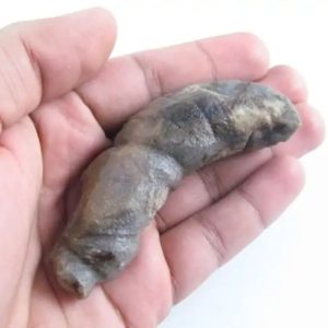 Fossilized Caterpillar – Type A9