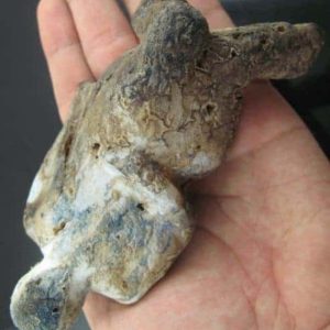 Shaman Fossil - BK 22