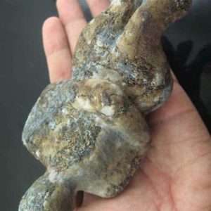 Shaman Fossil - BK 20---SOLD