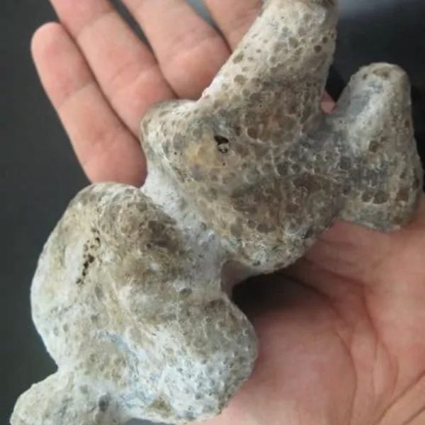 Shaman Fossil - BK 18