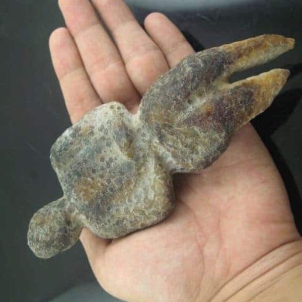 Shaman Fossil - BK 16