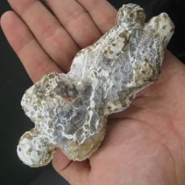 Shaman Fossil - BK 8