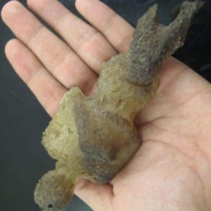Shaman Fossil - BK 6
