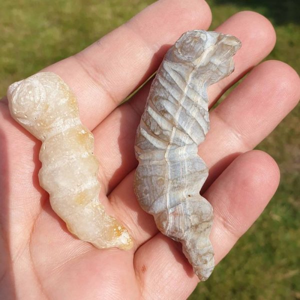 Fossilized Caterpillar – Type A1