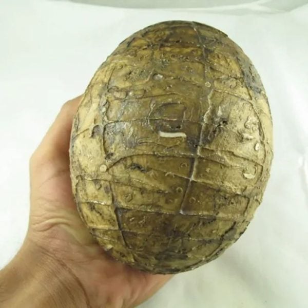 Mountain Belt Pearl - Type A1.2 (Egg Shape)
