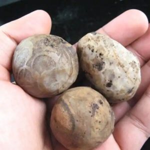 Gaharu/Agarwood Pearl – Type A3