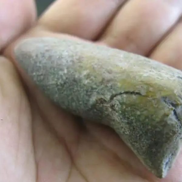 Snake Heart Fossil - Type O2