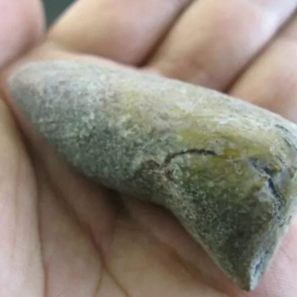 Snake Heart Fossil - Type N2 - Image 2