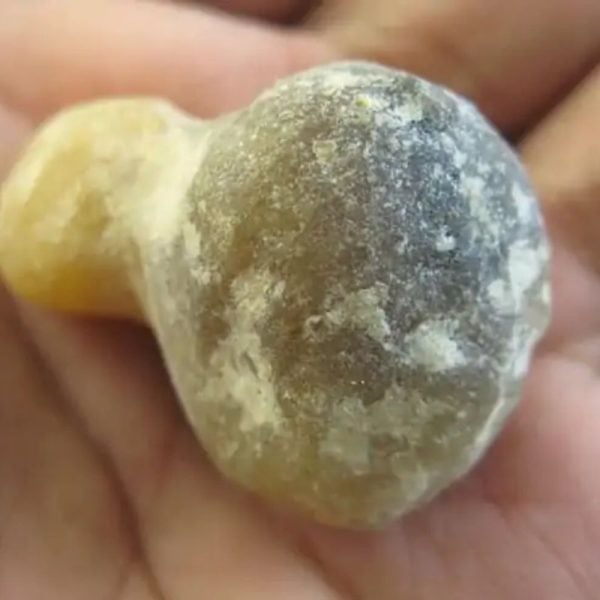 Golden Turtle Heart Fossil - Type A3