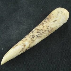 White Tiger Horns - Type E1