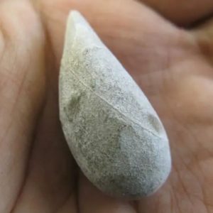 Snake Heart Fossil Type - E6