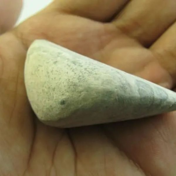 Snake Heart Fossil Type - E3