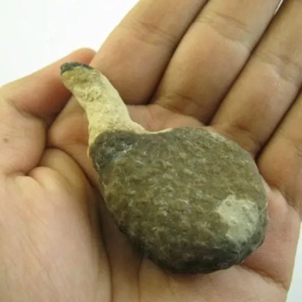 Snake Heart Fossil Type - D3