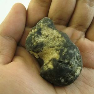 Snake Heart Fossil Type - D2