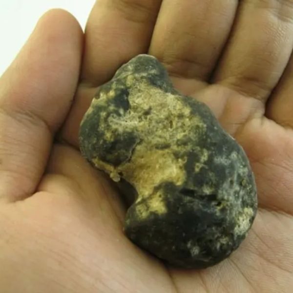 Snake Heart Fossil Type - D2