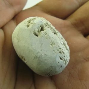 Snake Heart Fossil Type - F6