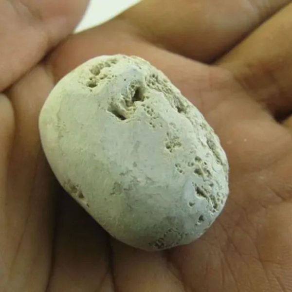 Snake Heart Fossil Type - F6