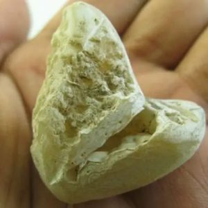 Snake Heart Fossil Type - F5