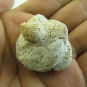 Snake Heart Fossil Type - F3