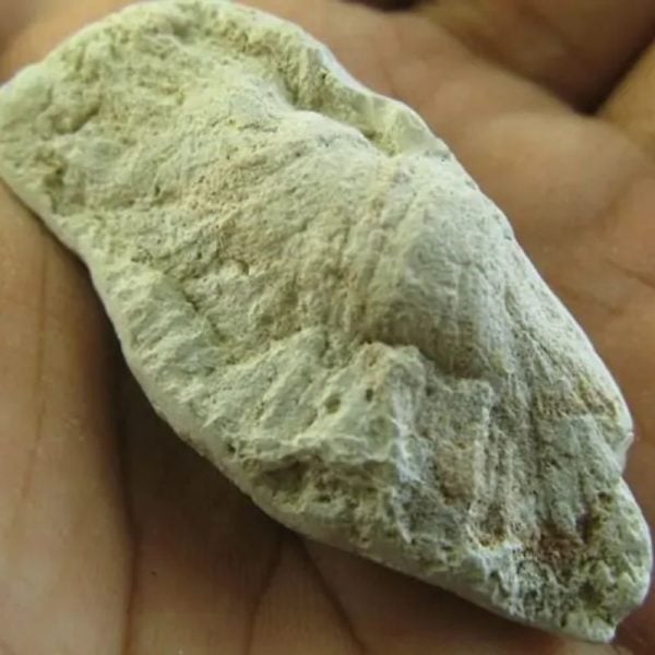 Snake Heart Fossil Type - F2