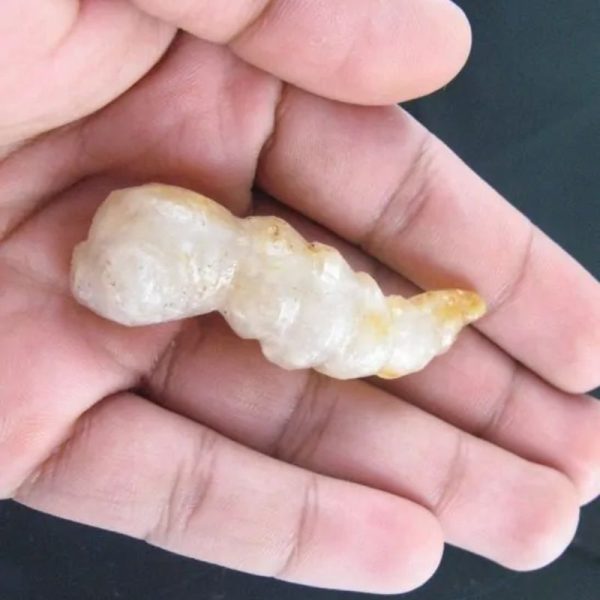 Fossilized Caterpillar – Type A6
