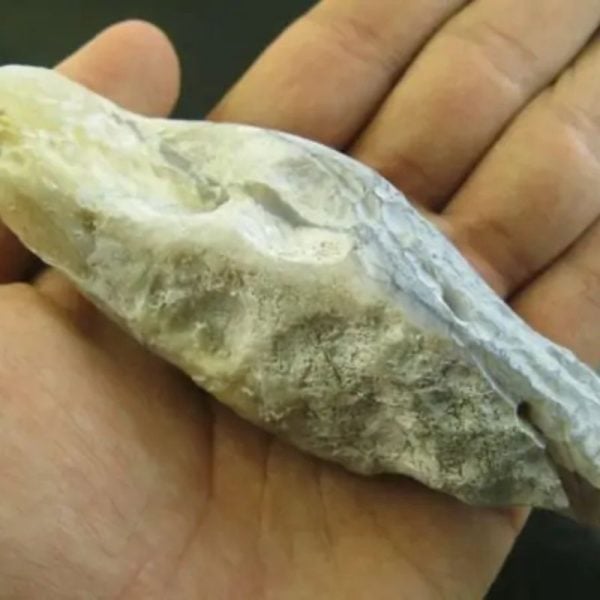 Snake Heart Fossil Type - M2