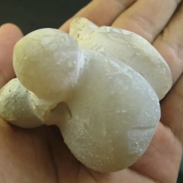 Snake Heart Fossil Type - A2