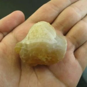 Snake Heart Fossil Type - I1