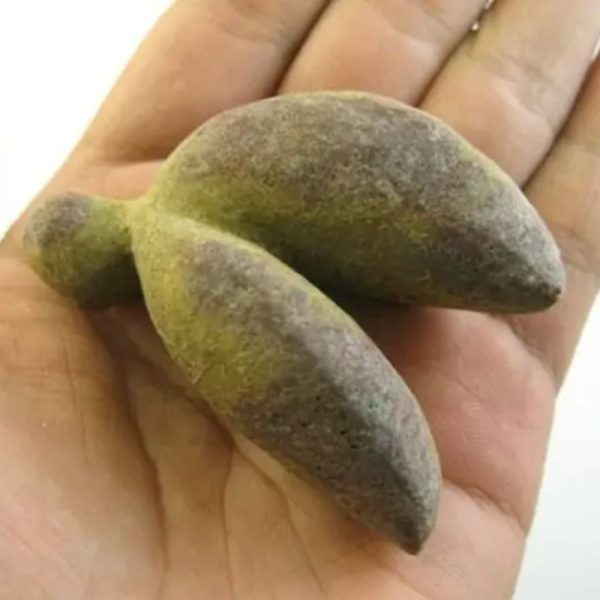 Snake Heart Fossil Type - B1