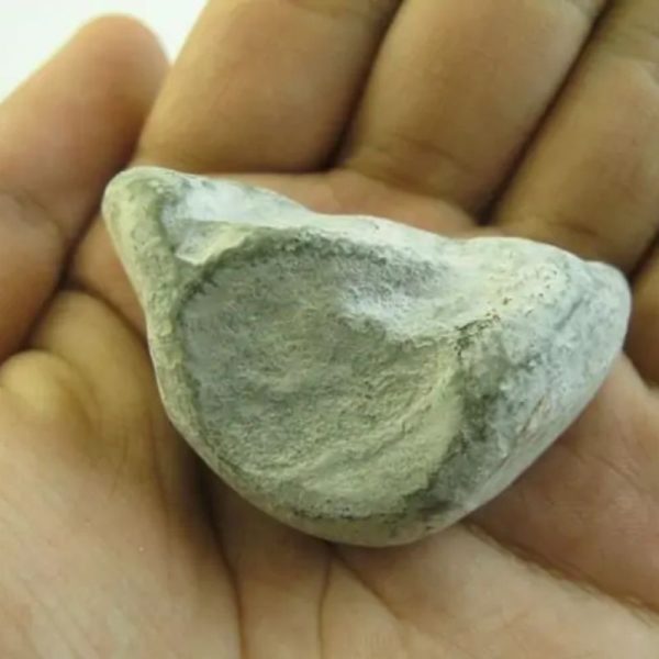 Snake Heart Fossil Type - E1