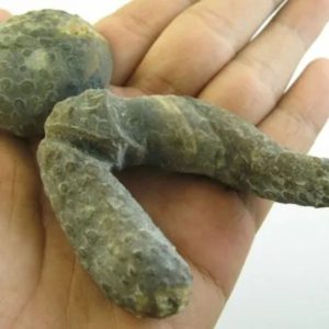Snake Heart Fossil Type - D1