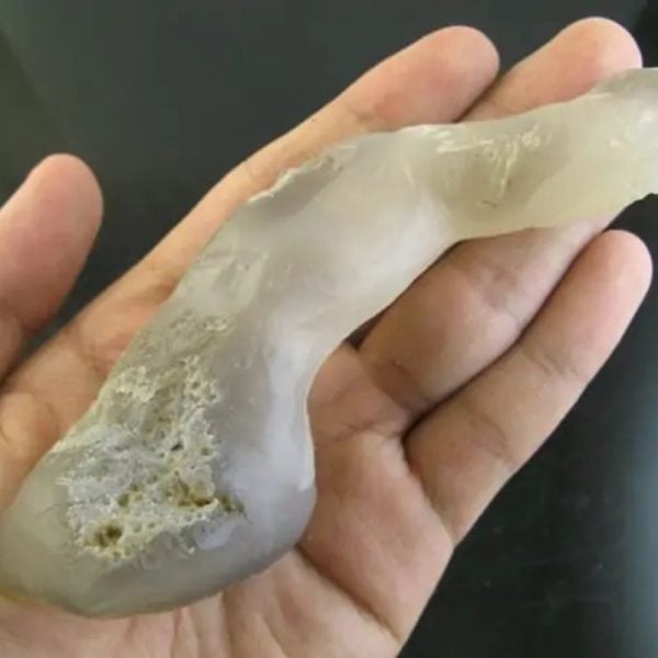 White King Dragon Horn - Type F1