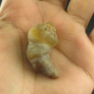 Dragon Horn Fossils (Siluman) - Type E2