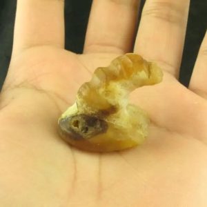 Dragon Horn Fossils (Siluman) - Type E5