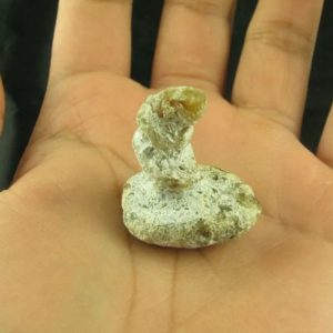 Dragon Horn Fossils (Siluman) - Type E6