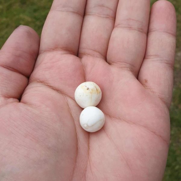 White Eel Pearl – Type B1