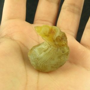 Dragon Horn Fossils (Siluman) - Type E10