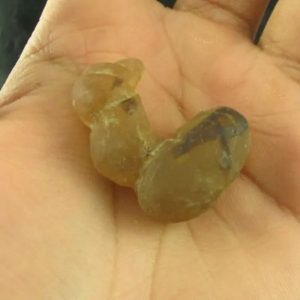 Dragon Horn Fossils (Siluman) - Type F3