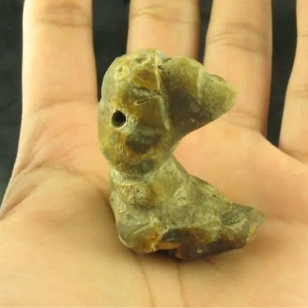 Dragon Horn Fossil (Siluman) - Type G1